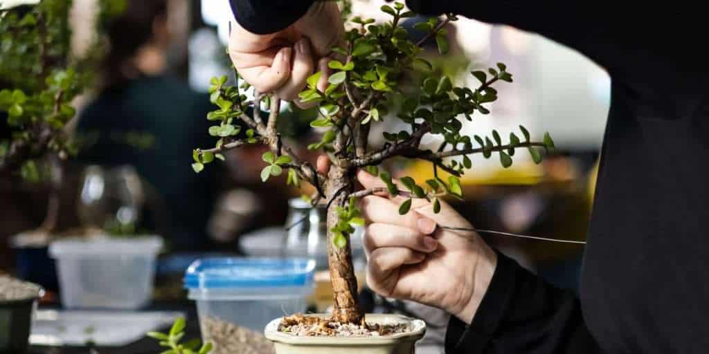 2025_EVENT_CIDER_BONSAI