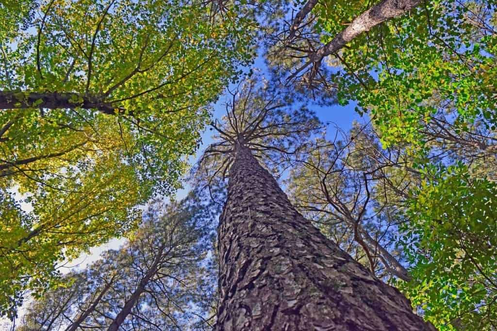2025_EVENT_CCMoNH_Forest