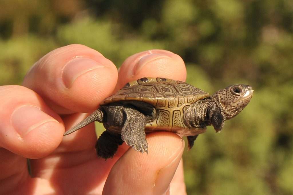 2025_EVENT_MASS AUDOBON_TURTLE