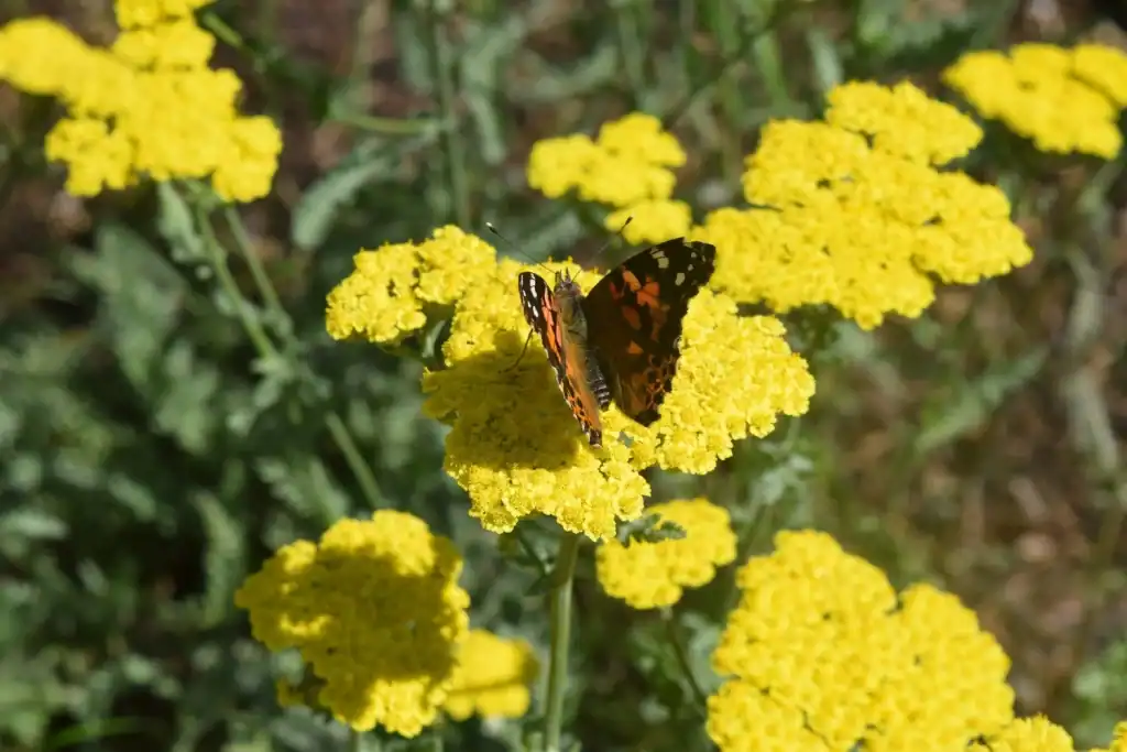 2026_Event_Meetinghouse Farm_Nuturing Nature in Your Yard