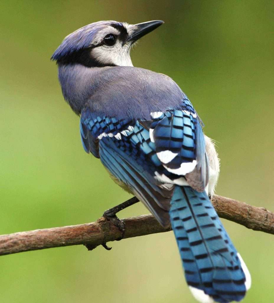 2026_EVENT_CCMNH_GFL BLUE JAY