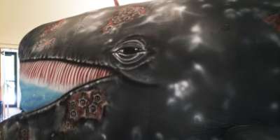 2026_EVEnT_CCMNH_Gray Whale SECONDARY