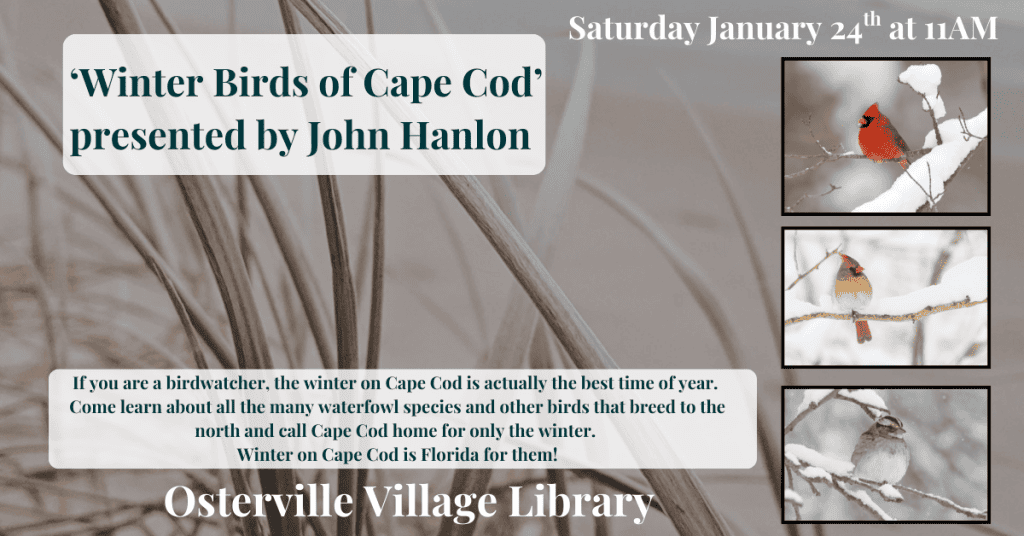 2026_EVENT_OVL_Winter-Birds-of-Cape Cod