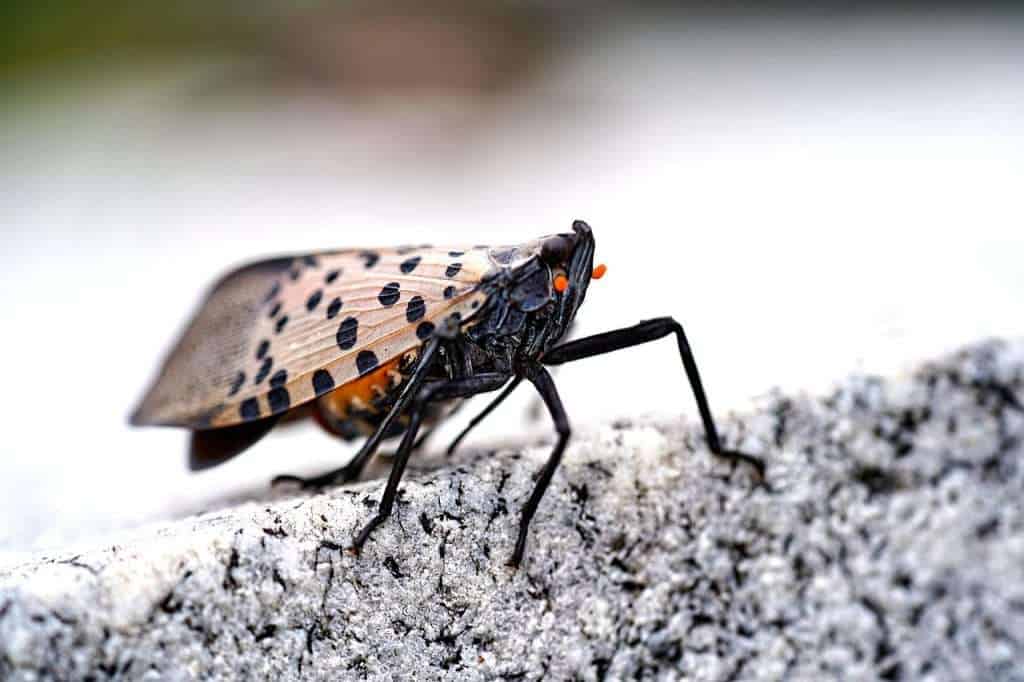 2026_EVENT_CCMNH_spotted-lanternfly-8282458_1280
