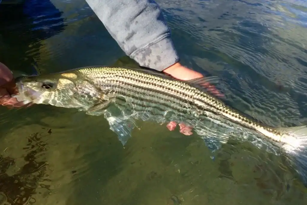 2026_Event_Cape Cod Beer_Striped Bass Research and Management