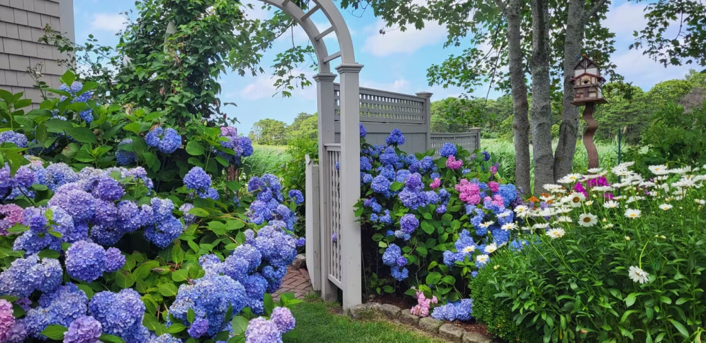 2026_Event_Cape Cod_Cape Cod Hydrangea Festival