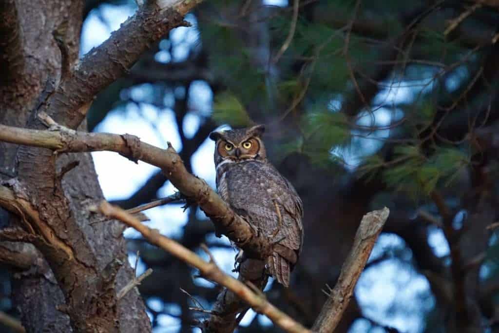 2026_Event_Long Pasture Wildlife Sanctuary_Owl Prowl