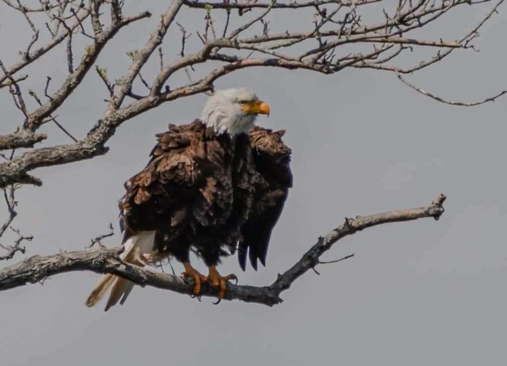 2026_Event_Long Pasture Wildlife Sanctuary_Winter Birding