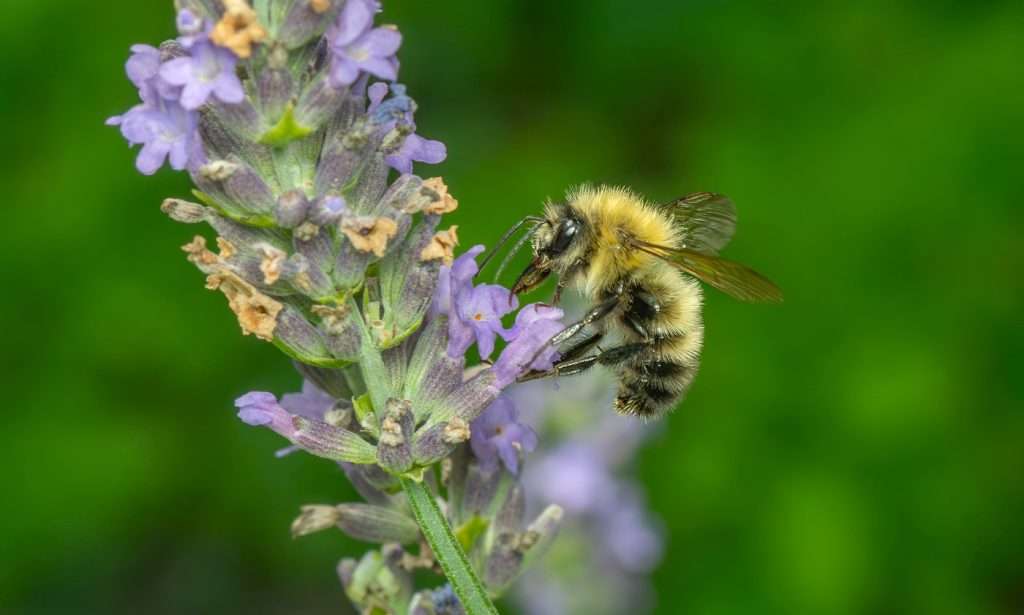 Pollinators