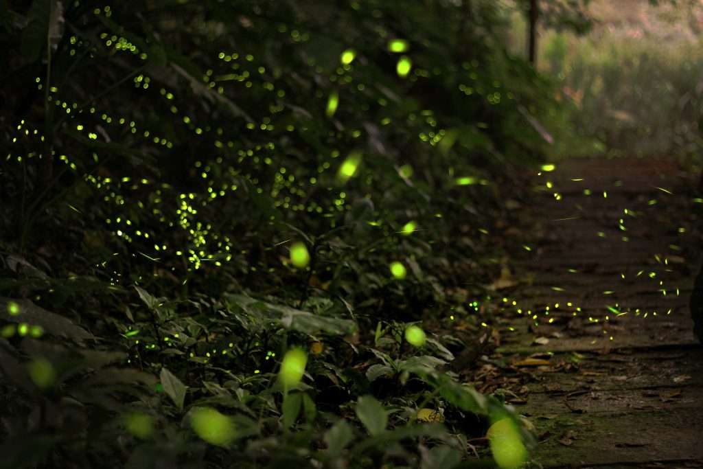 firefly-2713649