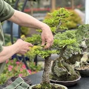 2026_Event_Hyannis Country Garden_Bonsai Demo