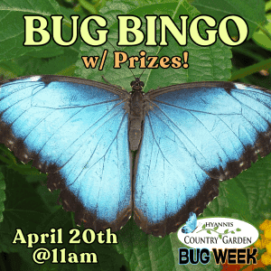 2026_Event_Hyannis Country Garden_Bug Bingo