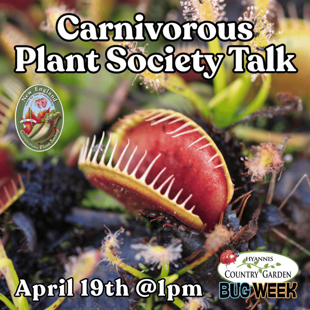 2026_Event_Hyannis Country Garden_Carnivorous Plants