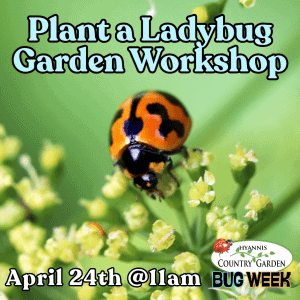 2026_Event_Hyannis Country Garden_Plant a Ladybug Garden Workshop