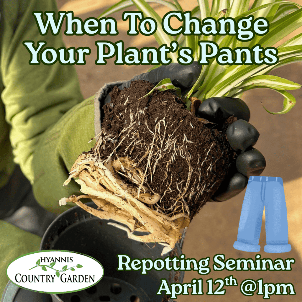 2026_Event_Hyannis Country Garden_Repotting Seminar