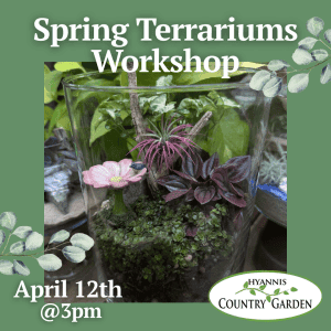 2026_Event_Hyannis Country Garden_Spring Terrariums