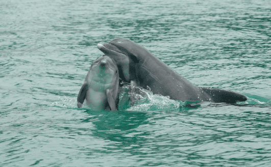 2026_EVENT_CCMM_Dolphins 1