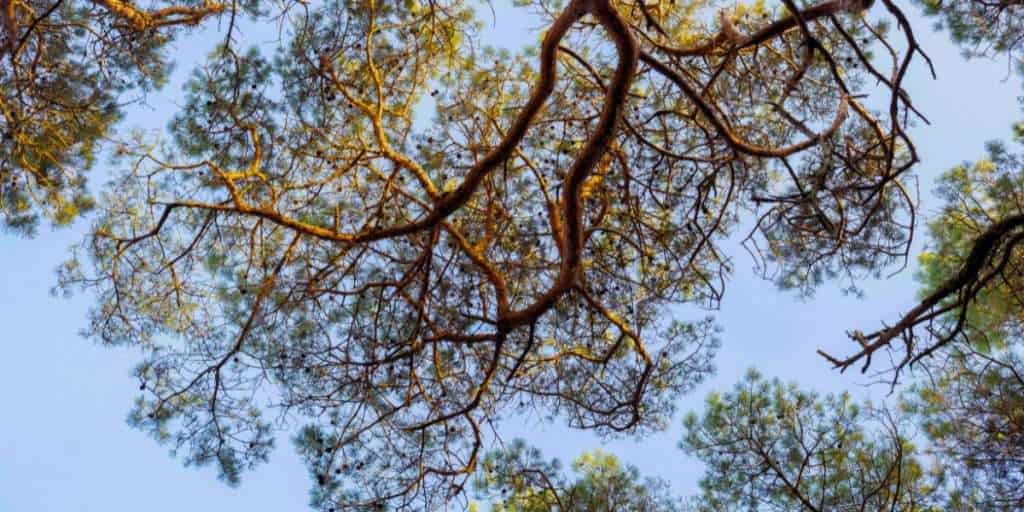 2026_EVENT_Forest Bathing WEB