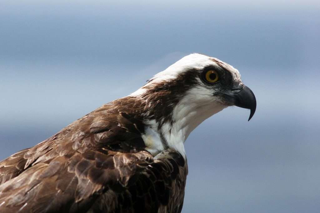 WALK APRIL 26 FRYZEL OSPREY